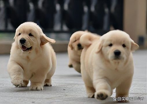 混養(yǎng)時(shí)需要注意哪些事項(xiàng)（養(yǎng)魚說魚缸混養(yǎng)技巧:注意這三點(diǎn)避免爭斗游跡客）