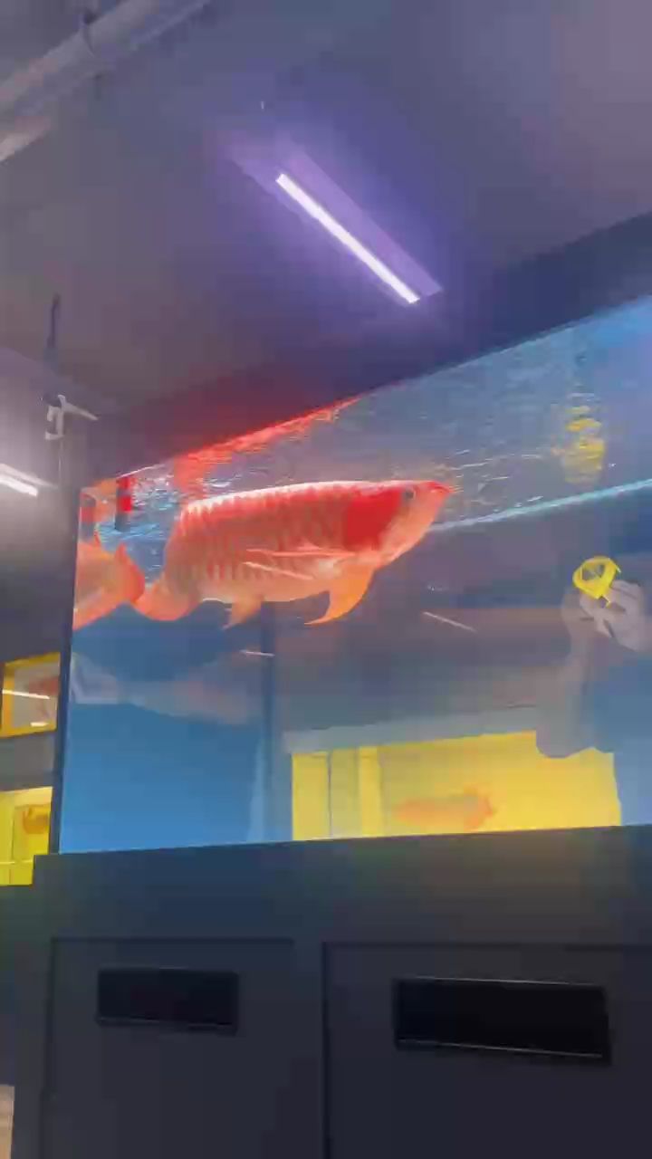 魚缸過濾器選購指南:自制魚缸過濾器魚缸上置過濾器對于養魚愛好者的必備知識 子非魚安知魚之樂(子非魚,安知魚之樂) 龍魚論壇 子非魚安知魚之樂(子非魚,安知魚之樂) 子非魚安知魚之樂(子非魚,安知魚之樂) 龍魚論壇