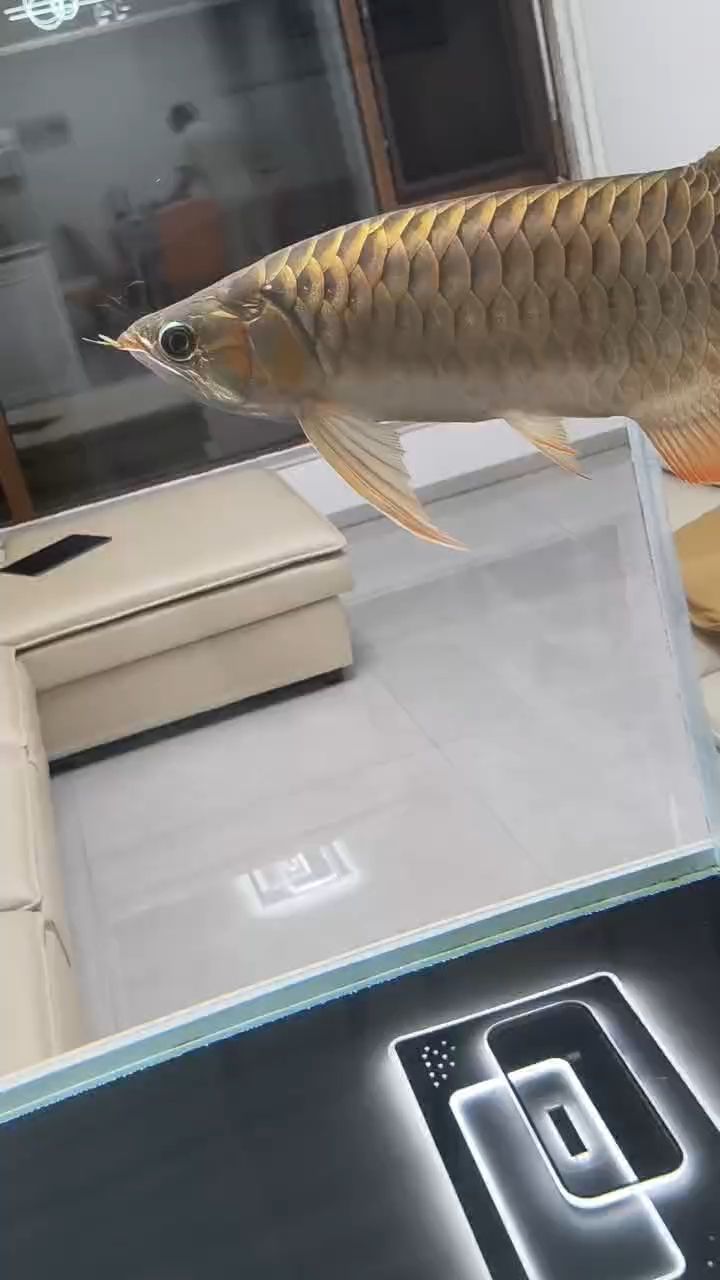 各位看下是不是橙紅龍（探究橙紅龍的奧秘） 各位看下是不是橙紅龍（探究橙紅龍的奧秘） 龍魚論壇