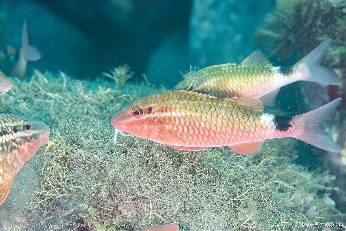 如何判斷食人魚是否饑餓？（怎么判斷食人魚是否饑餓？）