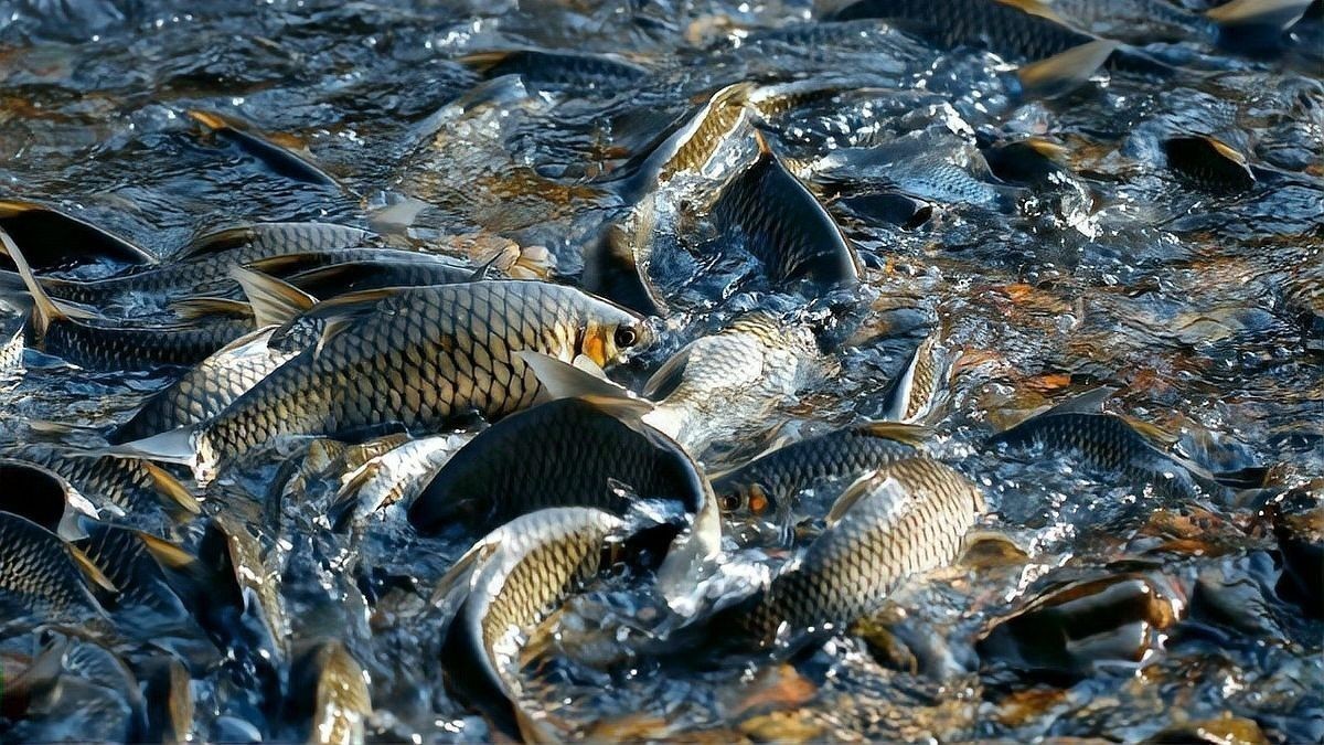 如何判斷食人魚是否饑餓？（怎么判斷食人魚是否饑餓？）