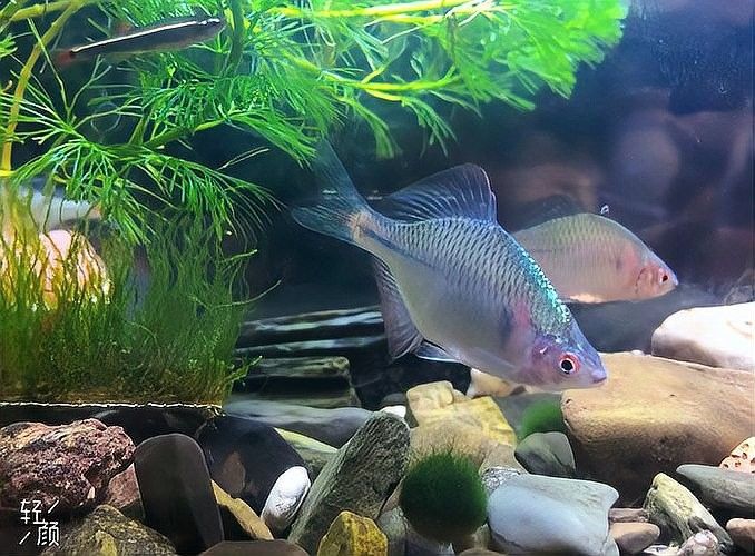 虎魚混養的最佳搭配（虎魚混養的最佳搭配需兼顧生態平衡與吉祥寓意） 虎魚混養的最佳搭配（虎魚混養的最佳搭配需兼顧生態平衡與吉祥寓意） 龍魚百科 第1張