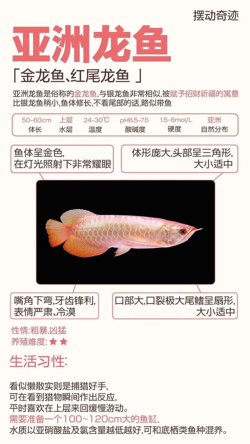這兩種龍魚的價格差異大嗎？