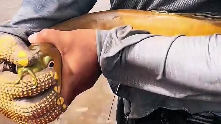 金龍魚吃魚時有哪些有趣的行為