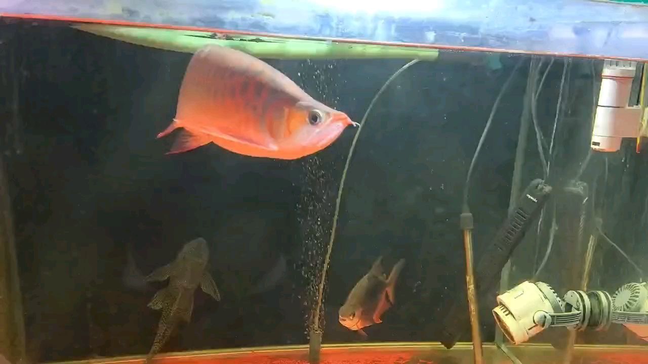 這條龍（這條龍不僅擁有令人驚嘆的外觀和力量，還承載著豐富的文化象征意義） 這條龍（這條龍不僅擁有令人驚嘆的外觀和力量，還承載著豐富的文化象征意義） 龍魚論壇