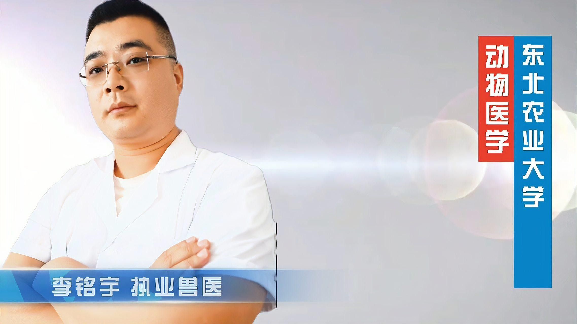 如何減少斑馬狗頭和雷龍魚的攻擊性？（斑馬狗頭和雷龍魚怎么養寵物小阿超斑馬狗頭魚怎么養） 如何減少斑馬狗頭和雷龍魚的攻擊性？（斑馬狗頭和雷龍魚怎么養寵物小阿超斑馬狗頭魚怎么養） 龍魚百科 第1張