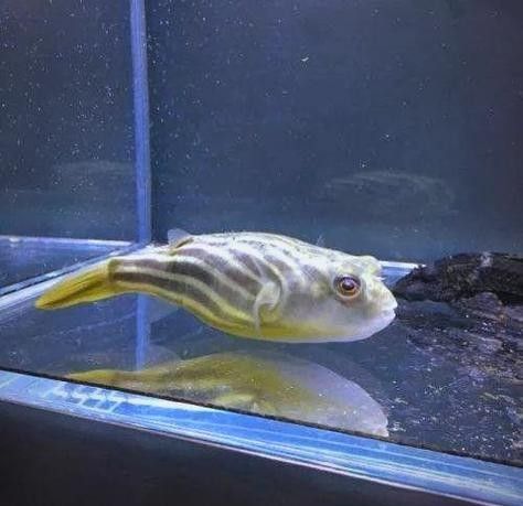 如何減少斑馬狗頭和雷龍魚的攻擊性？（斑馬狗頭和雷龍魚怎么養寵物小阿超斑馬狗頭魚怎么養） 如何減少斑馬狗頭和雷龍魚的攻擊性？（斑馬狗頭和雷龍魚怎么養寵物小阿超斑馬狗頭魚怎么養） 龍魚百科 第6張