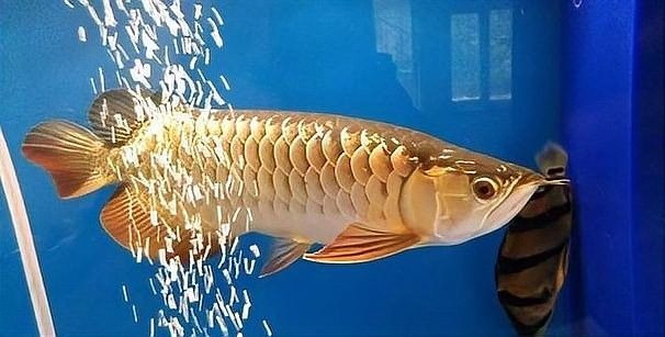 龍魚成體后還能快速生長嗎