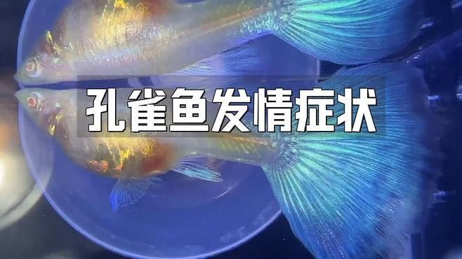如何判斷雄魚是否進入含卵期（如何判斷雄魚是否已經進入含卵期？）