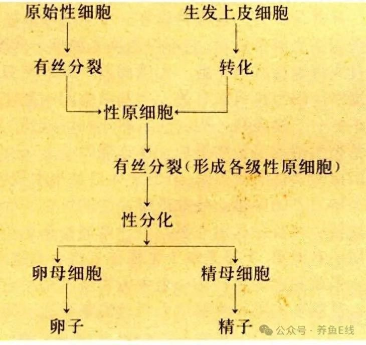 如何判斷雄魚是否進入含卵期（如何判斷雄魚是否已經進入含卵期？）