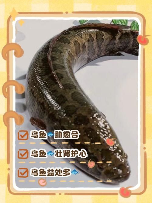 烏魚有哪些品種？（東莞探秘:黑魚的神秘世界生活成本計算器） 烏魚有哪些品種？（東莞探秘:黑魚的神秘世界生活成本計算器） 龍魚百科 第4張