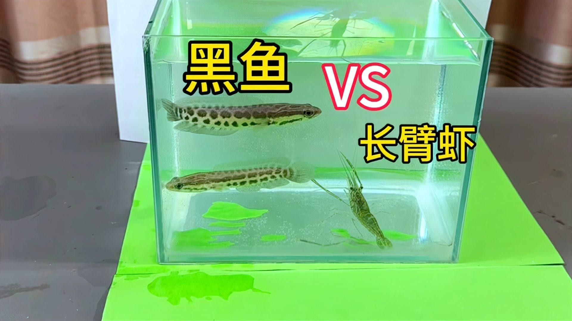 烏魚有哪些品種？（東莞探秘:黑魚的神秘世界生活成本計算器） 烏魚有哪些品種？（東莞探秘:黑魚的神秘世界生活成本計算器） 龍魚百科 第7張