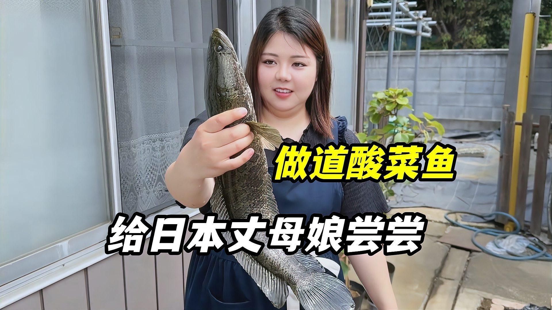 烏魚有哪些品種？（東莞探秘:黑魚的神秘世界生活成本計算器） 烏魚有哪些品種？（東莞探秘:黑魚的神秘世界生活成本計算器） 龍魚百科 第8張