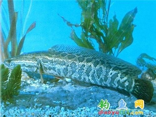 烏魚有哪些品種？（東莞探秘:黑魚的神秘世界生活成本計算器） 烏魚有哪些品種？（東莞探秘:黑魚的神秘世界生活成本計算器） 龍魚百科 第10張