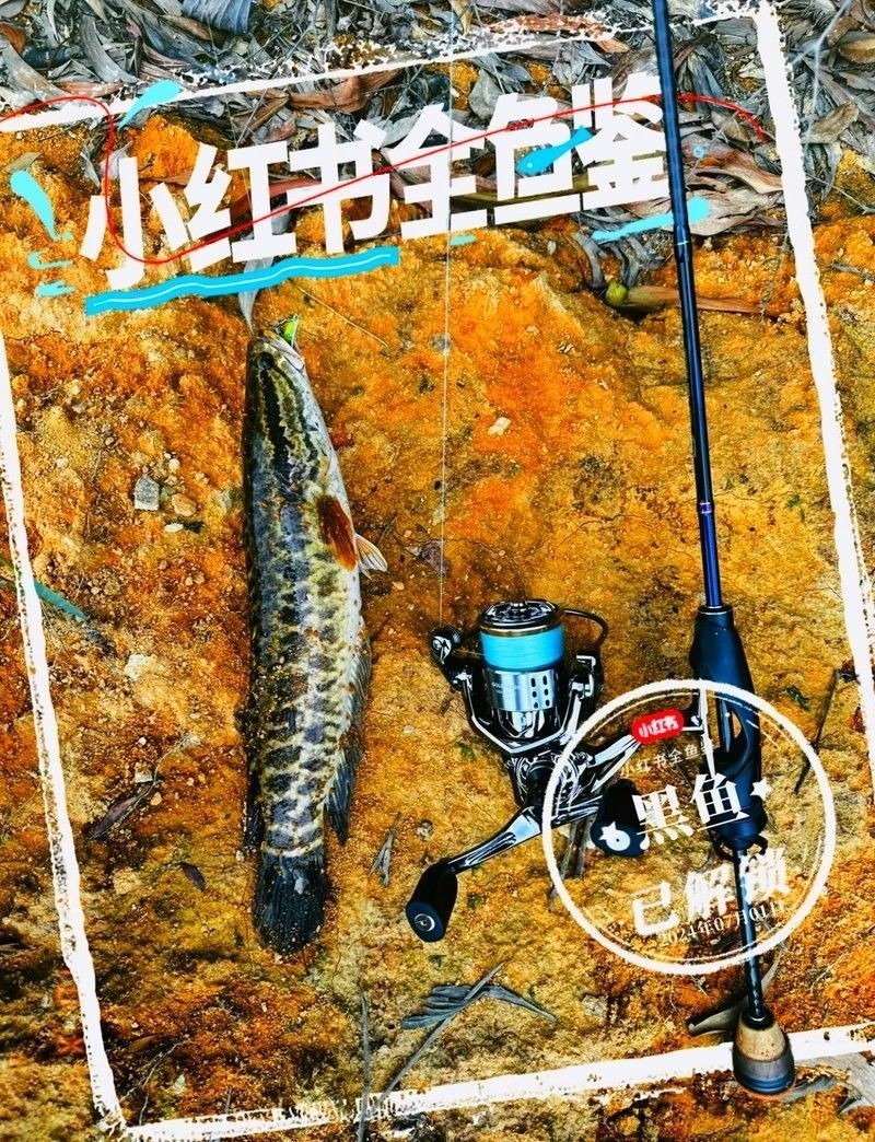 烏魚有哪些品種？（東莞探秘:黑魚的神秘世界生活成本計算器） 烏魚有哪些品種？（東莞探秘:黑魚的神秘世界生活成本計算器） 龍魚百科 第11張