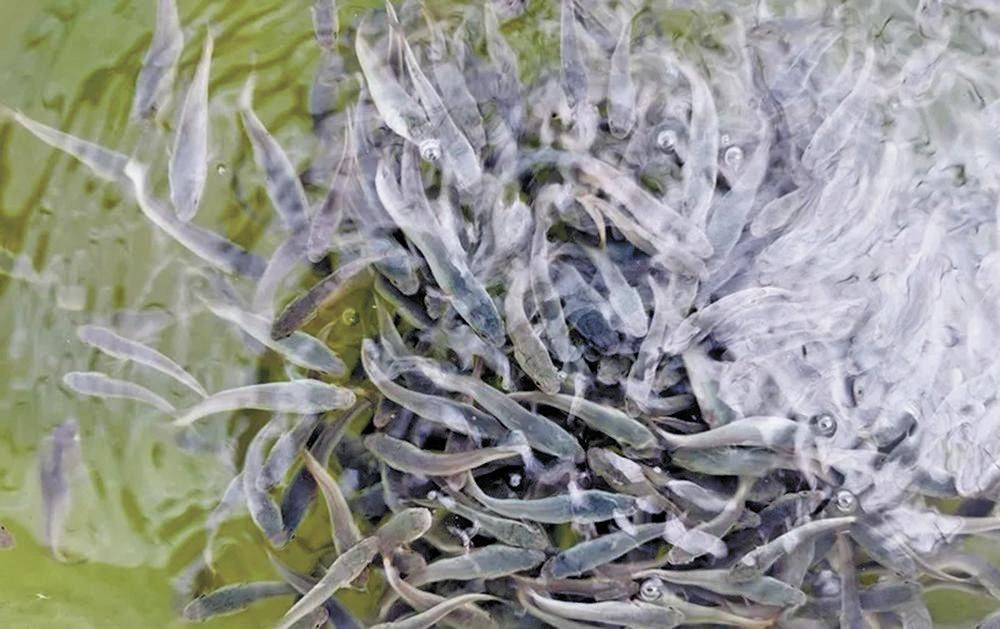 烏魚有哪些品種？（東莞探秘:黑魚的神秘世界生活成本計算器） 烏魚有哪些品種？（東莞探秘:黑魚的神秘世界生活成本計算器） 龍魚百科 第12張