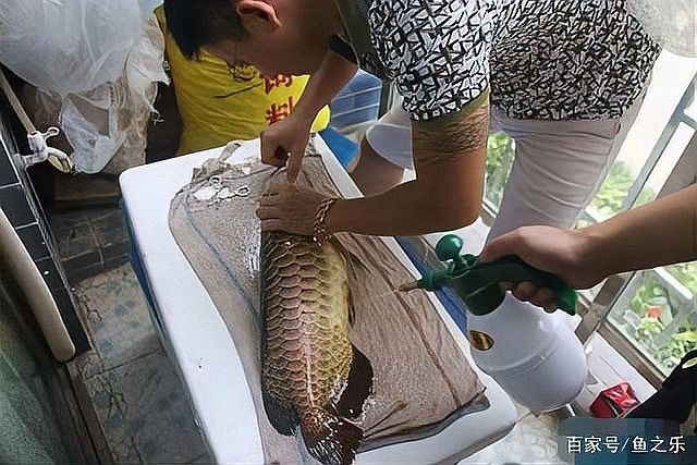 紅龍魚眼睛突出手術的成功率有多高（紅龍魚眼睛突出手術成功率有多高） 紅龍魚眼睛突出手術的成功率有多高（紅龍魚眼睛突出手術成功率有多高） 龍魚百科 第7張