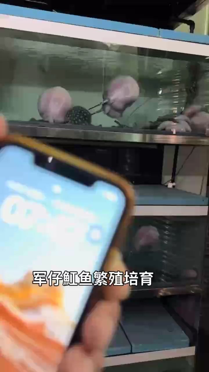 江門黑白魟魚繁殖培育（江門地區(qū)黑白魟魚的繁殖培育技術(shù)）