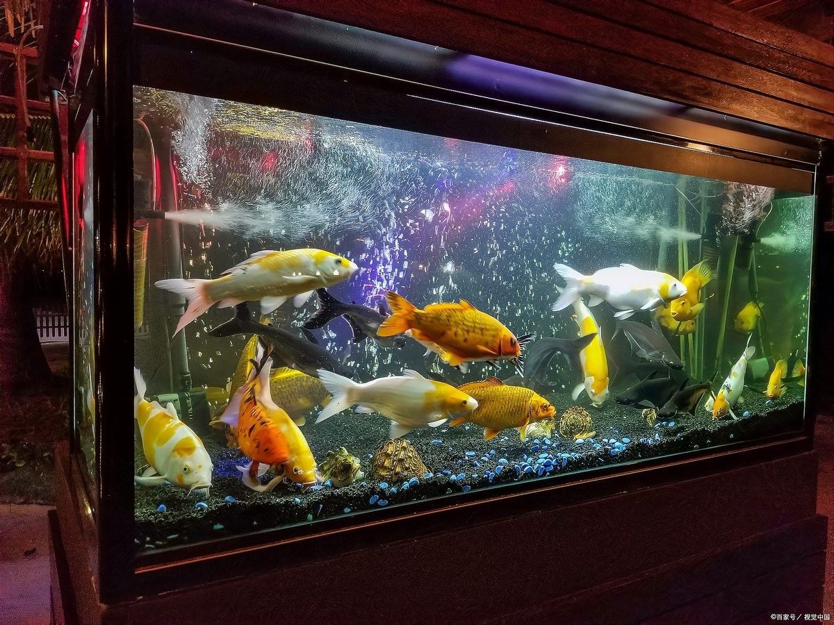 龍魚缸水發白會影響龍魚嗎（魚缸水發白會影響龍魚的健康嗎？）