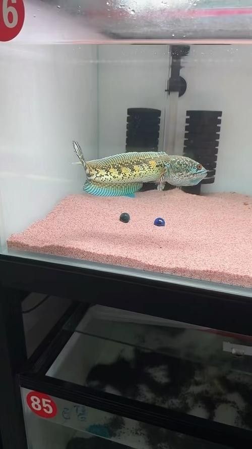雷龍魚缸需要多大的尺寸（關于雷龍魚缸尺寸要求）