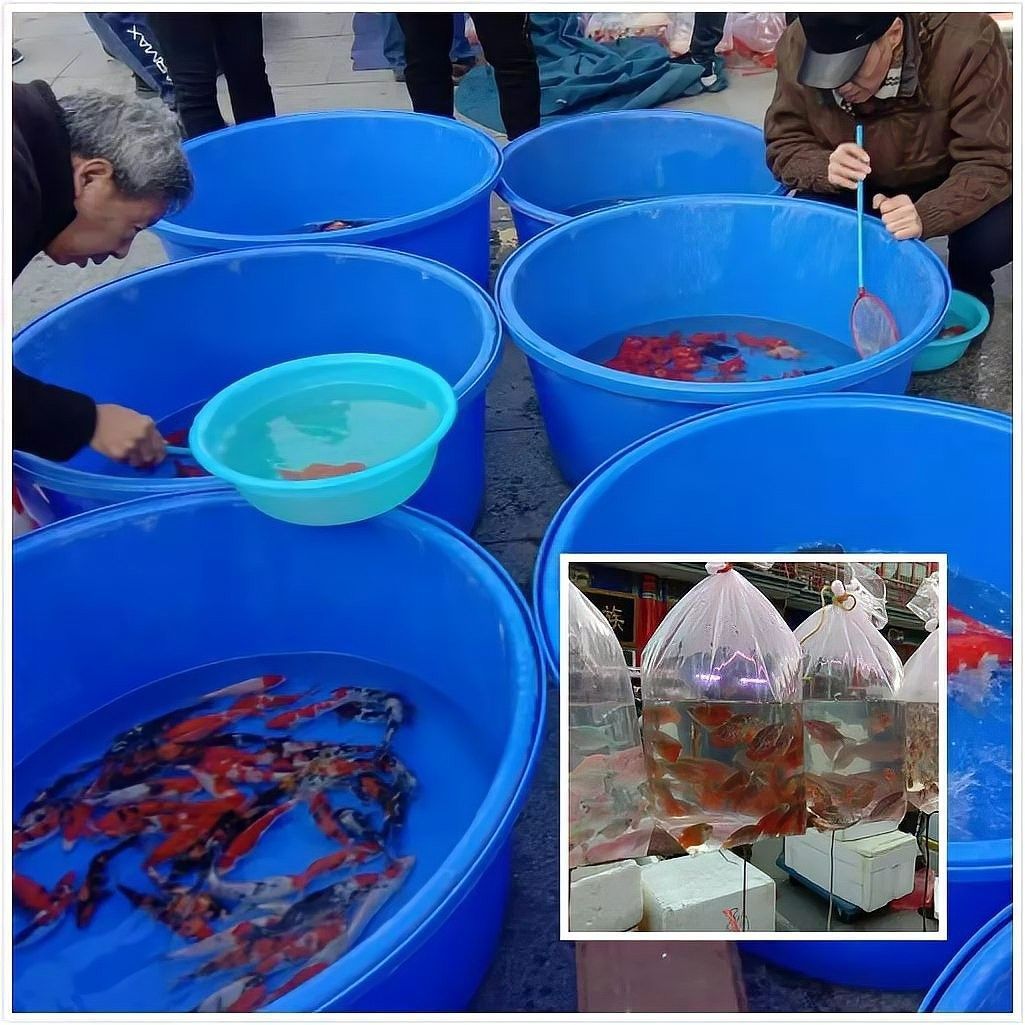 哪里可以購買到純種過背金龍魚（尋找純種過背金龍魚）