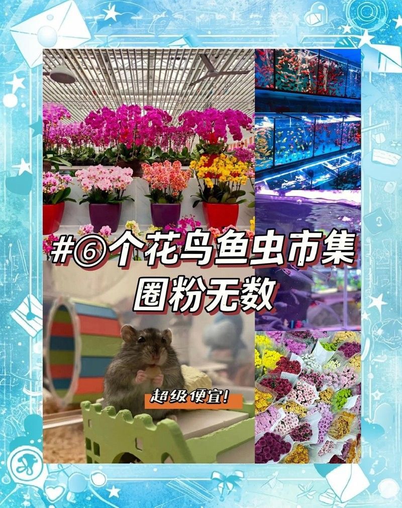 哪里可以購買到純種過背金龍魚（尋找純種過背金龍魚）