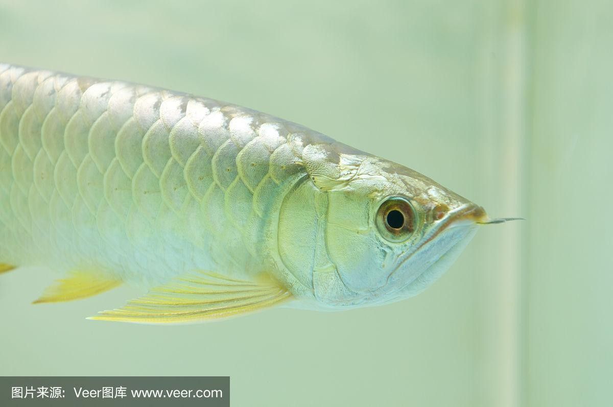萬龍魚高清大圖示例