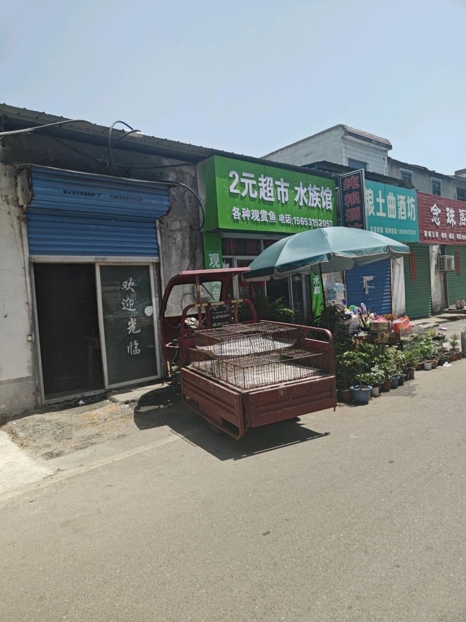 謝家集哪個水族館龍魚好？祥龍魚場龍魚（<strong><mark>聊城</mark></strong>水族館|祥龍魚場<strong><mark>聊城</mark></strong>分店|觀賞魚世界）