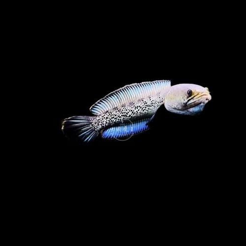 幻彩藍寶石雷龍魚價格是多少（幻彩藍寶石雷龍魚價格） 幻彩藍寶石雷龍魚價格是多少（幻彩藍寶石雷龍魚價格） 龍魚百科 第5張