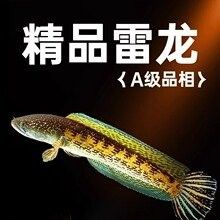 幻彩藍寶石雷龍魚價格是多少（幻彩藍寶石雷龍魚價格） 幻彩藍寶石雷龍魚價格是多少（幻彩藍寶石雷龍魚價格） 龍魚百科 第8張