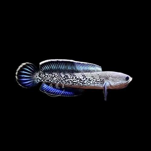 幻彩藍寶石雷龍魚價格是多少（幻彩藍寶石雷龍魚價格） 幻彩藍寶石雷龍魚價格是多少（幻彩藍寶石雷龍魚價格） 龍魚百科 第4張