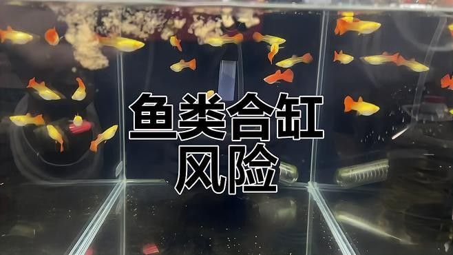 如何判斷我的魚缸是否適合混養（如何判斷魚缸是否適合混養）