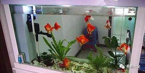 如何判斷我的魚缸是否適合混養（如何判斷魚缸是否適合混養）