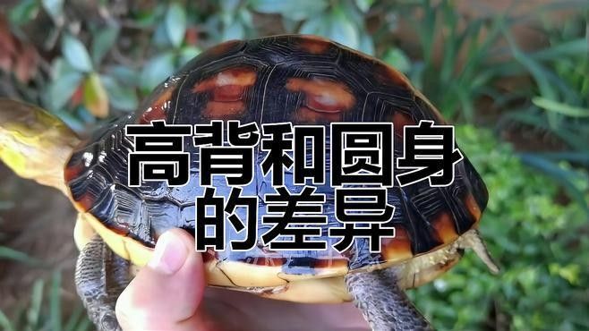 高背和過背的價格差異大嗎（高背和過背的價格差異大嗎，高背和過背金龍魚的區別）