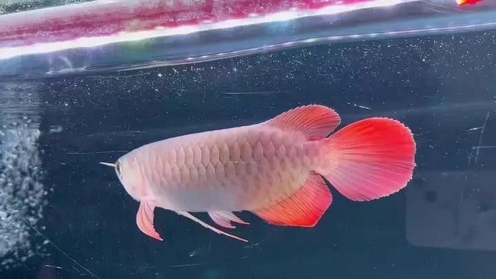 高淳哪個水族館龍魚好？祥龍魚場龍魚（南京祥龍魚場龍魚的價格范圍是多少？）