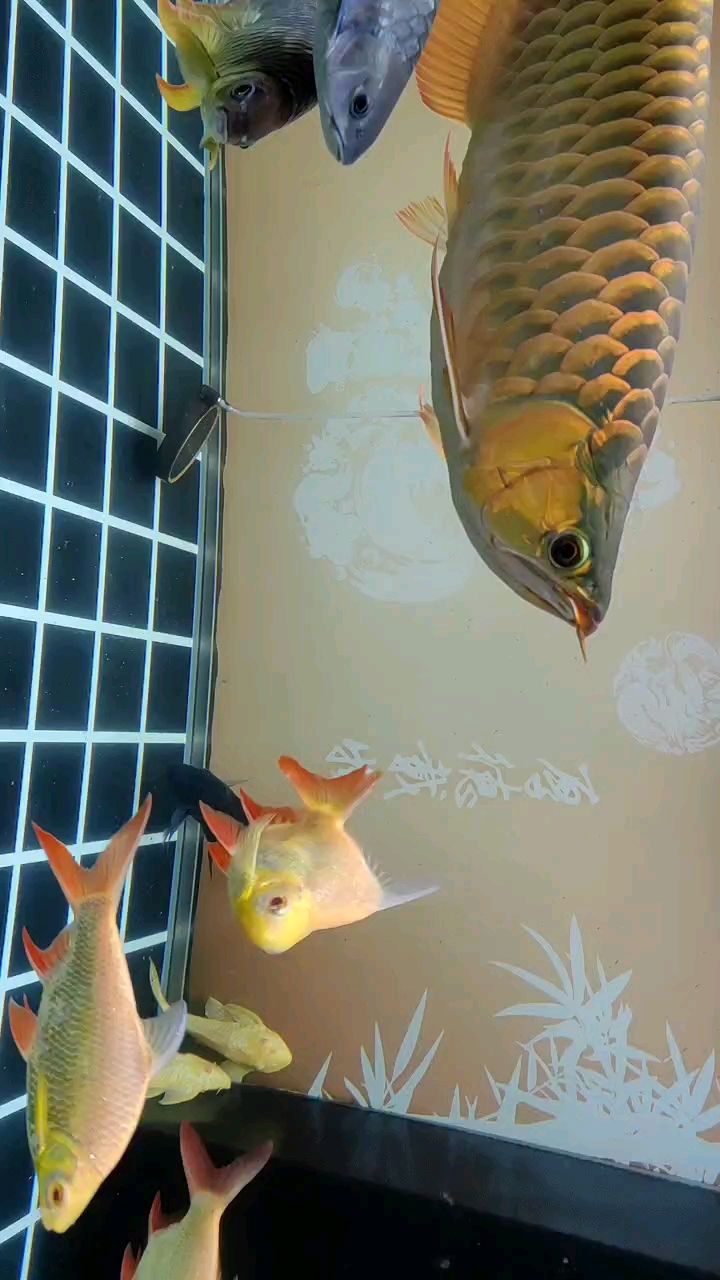 雙缸換水，繼續打卡…（雙缸換水技術在現代工業和農業中的應用及其重要性）