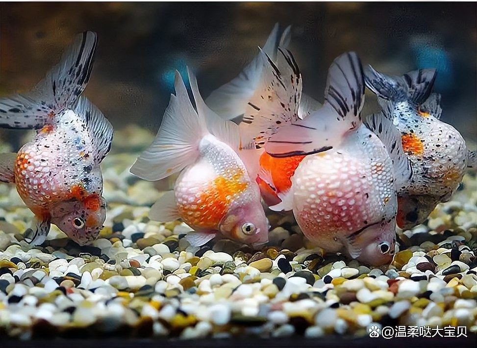 翹頭龍魚多久喂一次？（翹頭龍魚一天喂幾次龍魚一天喂幾次騰云新分享）