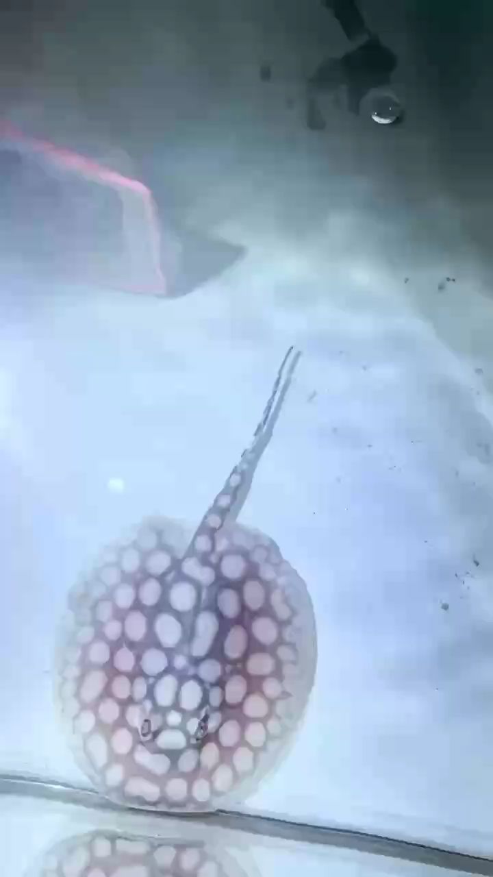男神小魚(yú)便宜貨啊（“男神小魚(yú)便宜貨啊”是什么意思？）