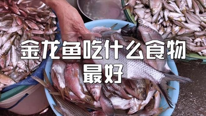 祥龍魚場有哪些龍魚食料產品？，祥龍魚場有哪些龍魚食料品牌？