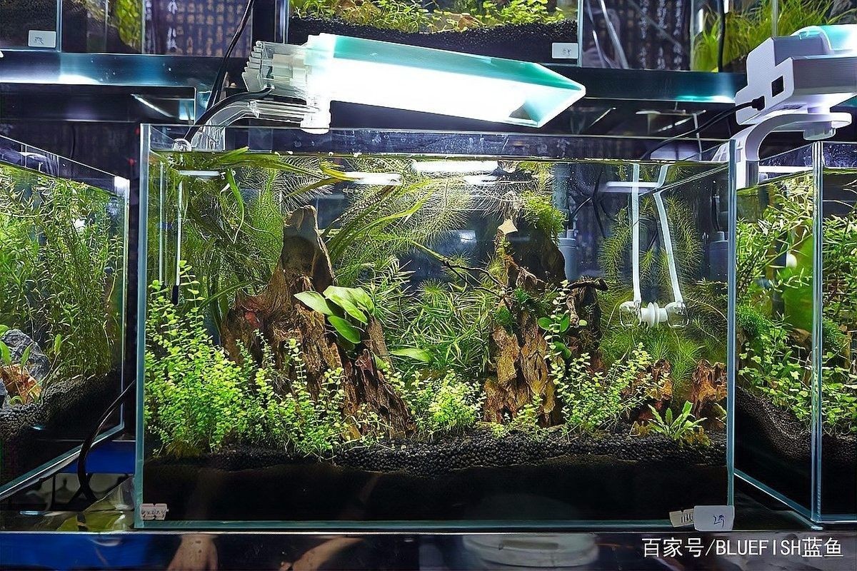 紅龍魚多久需要更換一次紅光燈（紅龍魚多久需要更換一次紅光燈，）