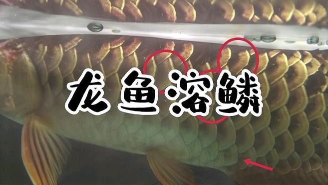 龍魚溶鱗期間需要喂食嗎（龍魚溶鱗期間喂食需根據具體情況判斷是否需要喂食）