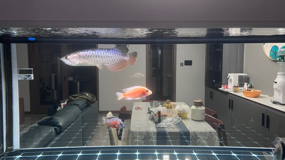 大掃除，魚缸徹底換新貌，（大掃除，魚缸徹底換新貌）