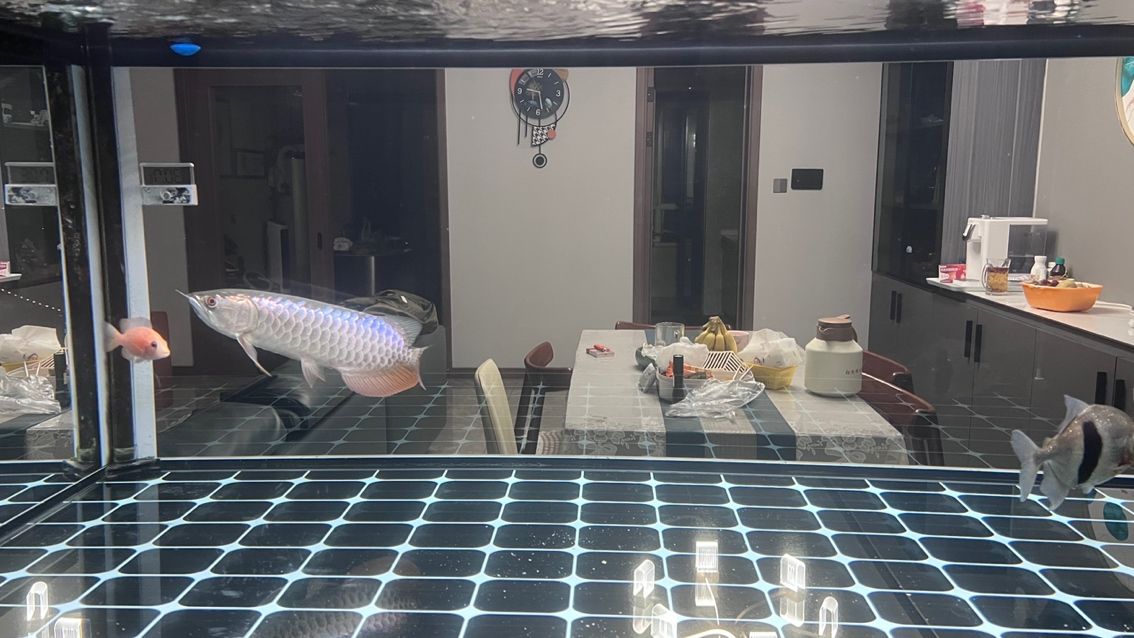 大掃除，魚缸徹底換新貌，（大掃除，魚缸徹底換新貌）