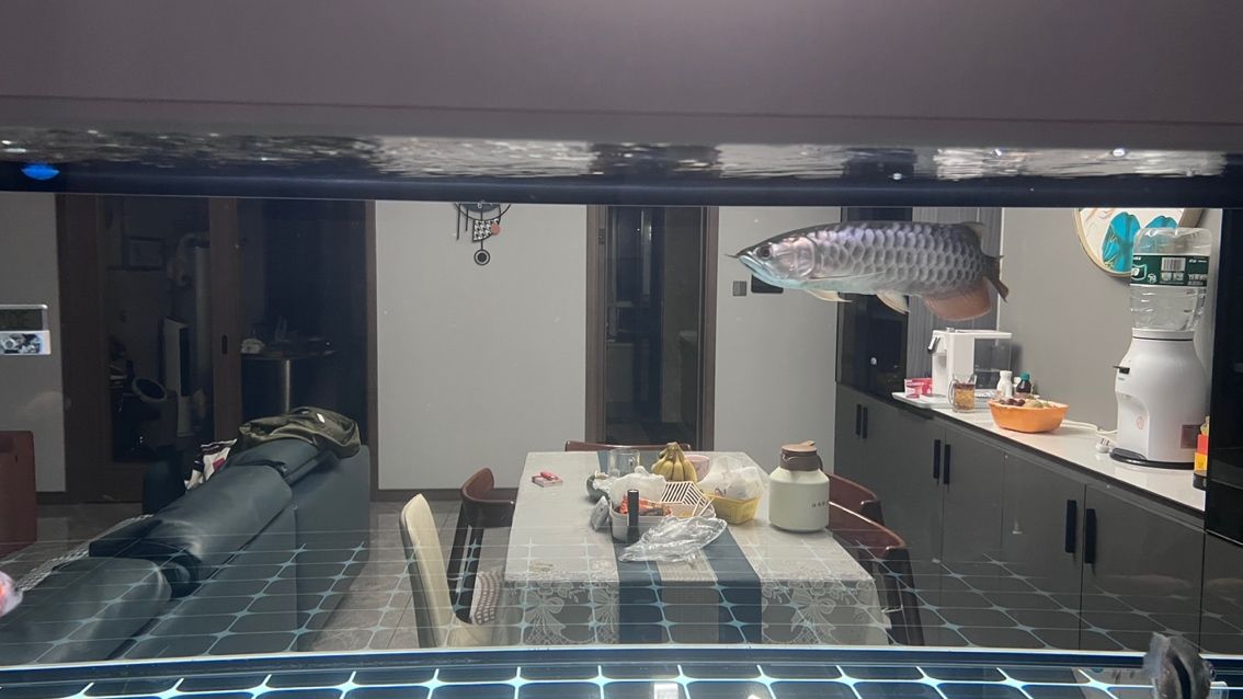 大掃除，魚缸徹底換新貌，（大掃除，魚缸徹底換新貌）