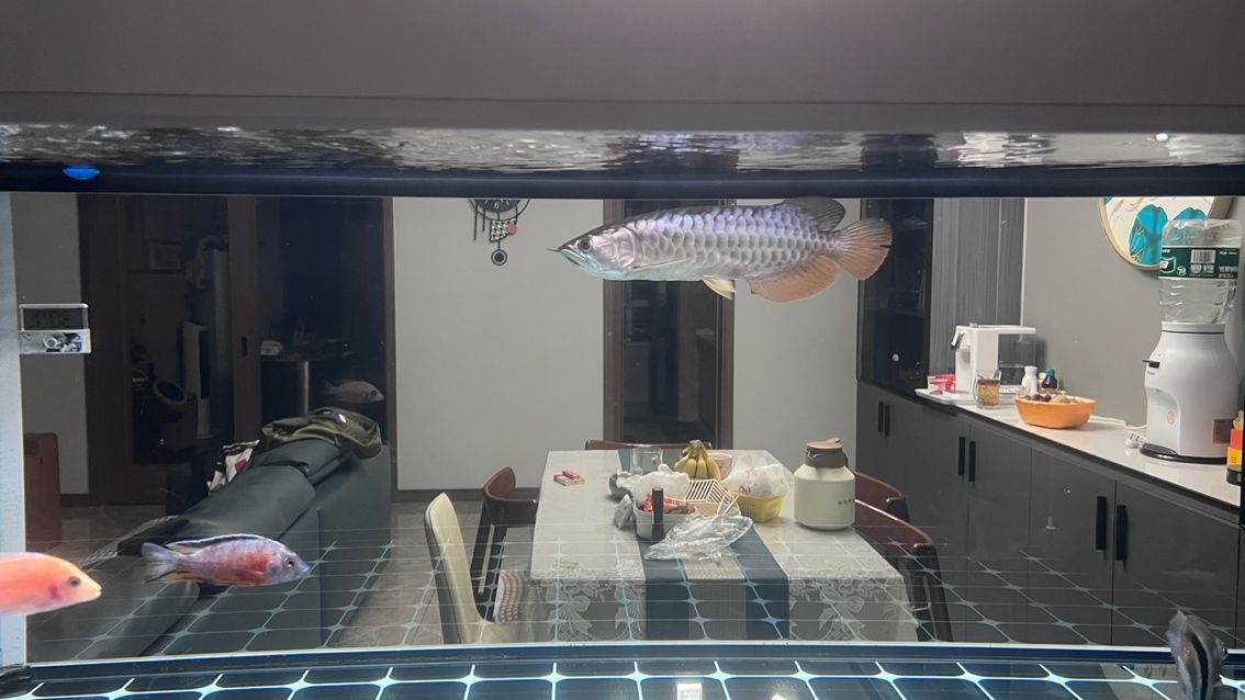 大掃除，魚缸徹底換新貌，（大掃除，魚缸徹底換新貌）