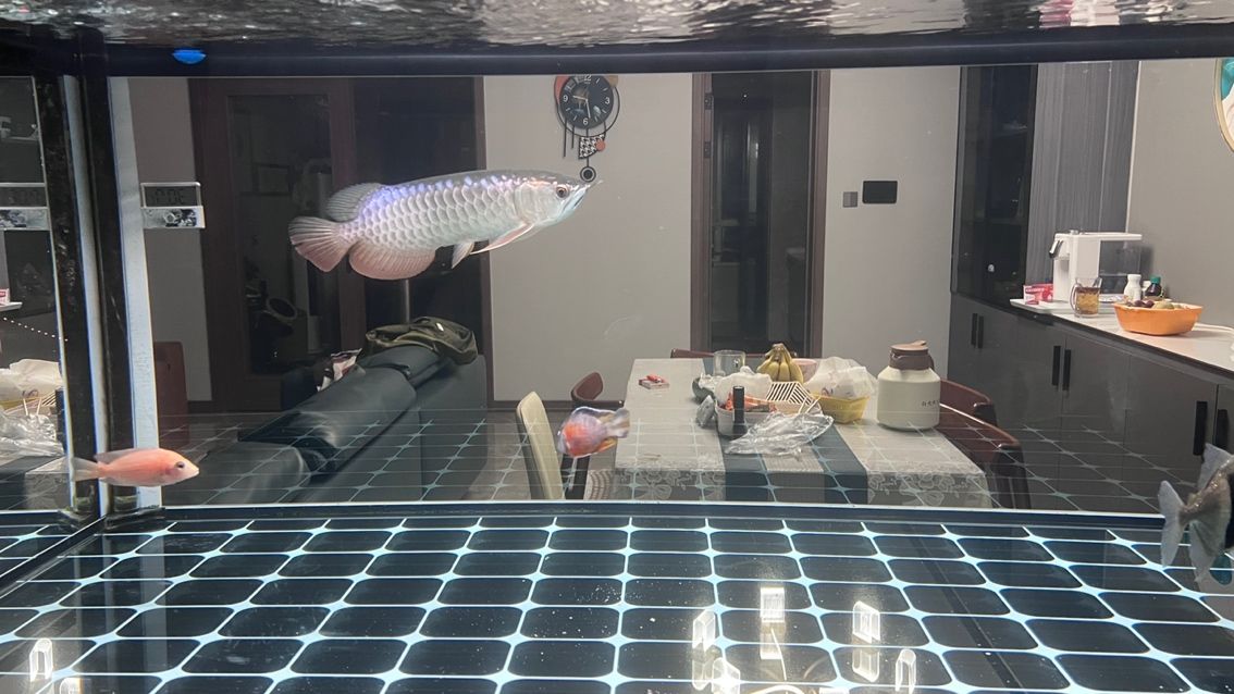 大掃除，魚缸徹底換新貌，（大掃除，魚缸徹底換新貌）