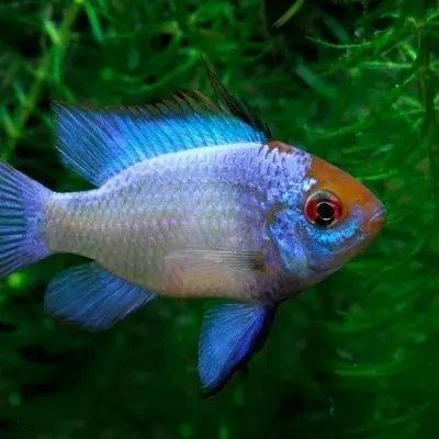 哪些水果對過背金龍魚有益