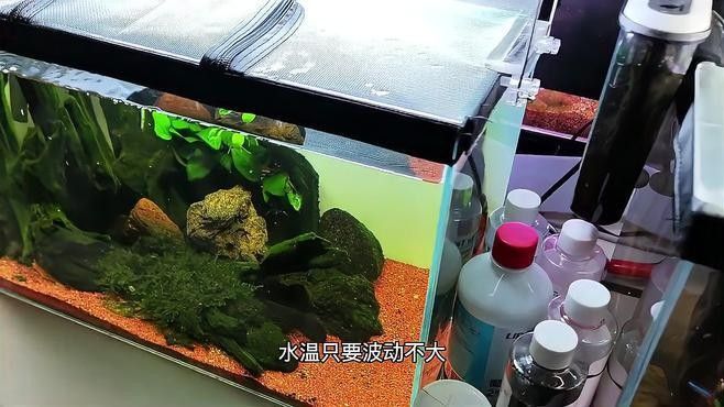 雷龍魚幼苗飼養(yǎng)難度大嗎（雷龍魚幼苗的飼養(yǎng)難度較高）