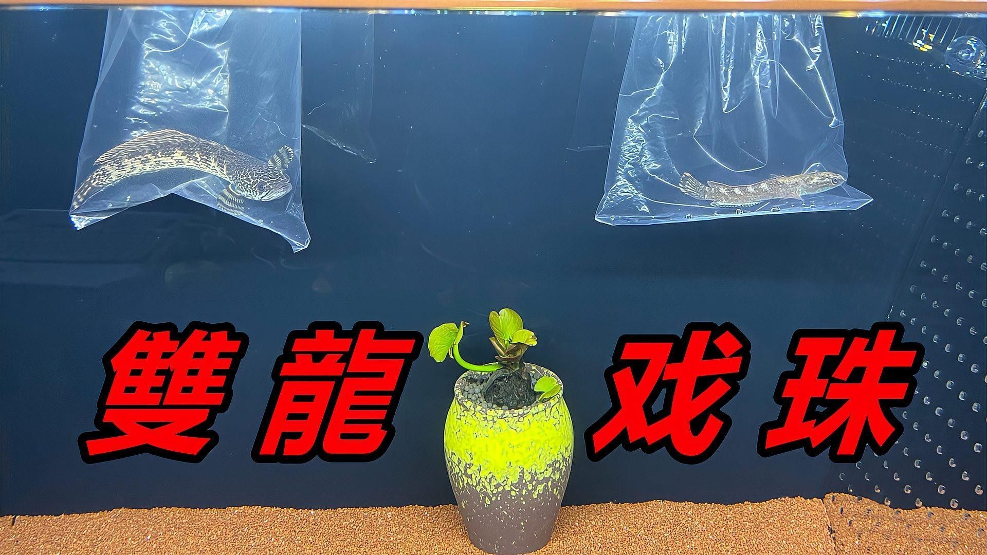 雷龍魚幼苗飼養(yǎng)難度大嗎（雷龍魚幼苗的飼養(yǎng)難度較高）