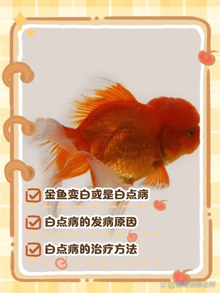 如何預防金龍魚再次變白（如何預防金龍魚體色變白）